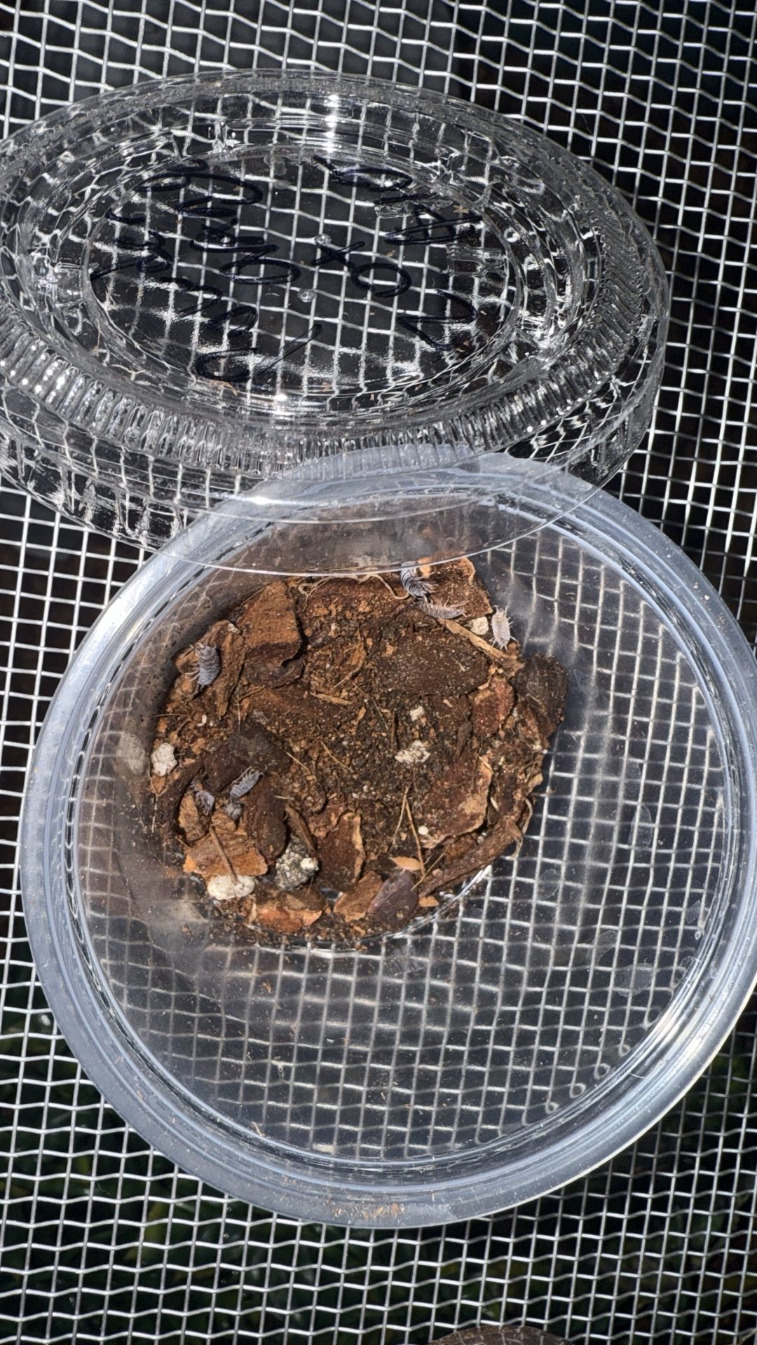 Isopods For Enclosure