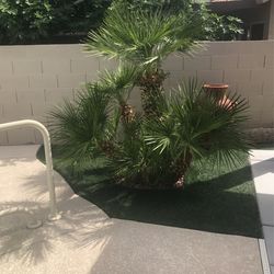 Beautiful And Healthy Palm You Can Come And Removed Or I Can Tell My Garner To Do It Only 5 Years Old Asking $175 Make Me and Offer