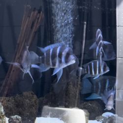 Fish Tank Decor