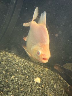 Fish tank for sale