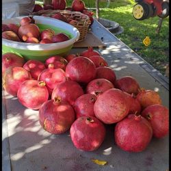 Granadas De Venta/ Pomogrands For Sale$ 1.00 E/a