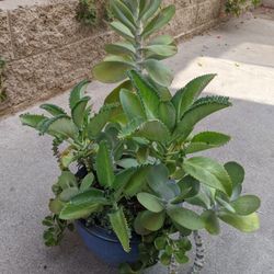 Plant