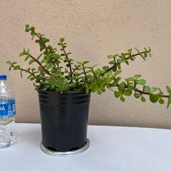 14in Elephant Bush Bonsai 🪴 Air Purifier