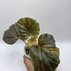 Begonia Cucullata Auera 