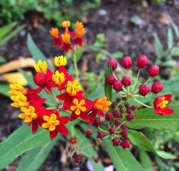 Milkweed plant