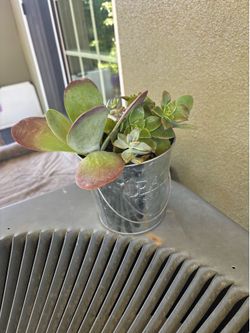 Succulent
