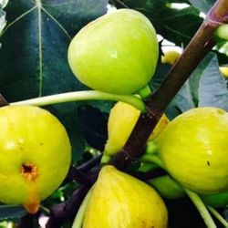 Honey   Fig   Tree