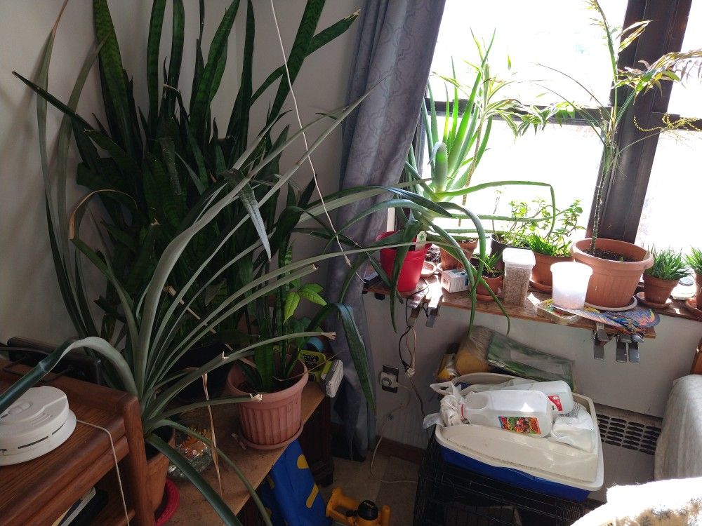 House Plants Large Aloe Vera