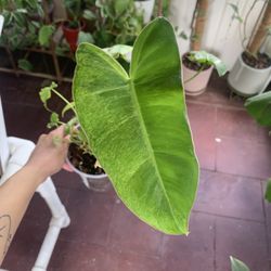 Philodendron Paraiso Verde