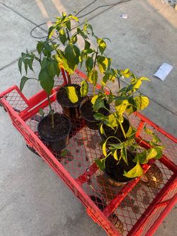 Hot jalapeños pepper