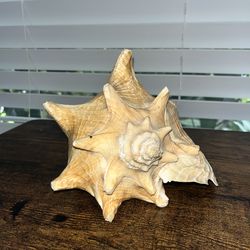 Conch shell