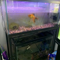 Double Aquarium Stand and Tanks