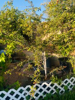 Guamuchil  tree