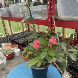 Crown Thorns Plants 🪴 