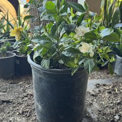 Gardenia 1 Gal