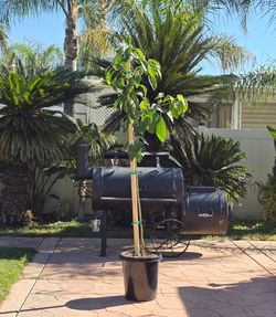 Hass Avocado  GRAFTED Tree  Self pollinating    