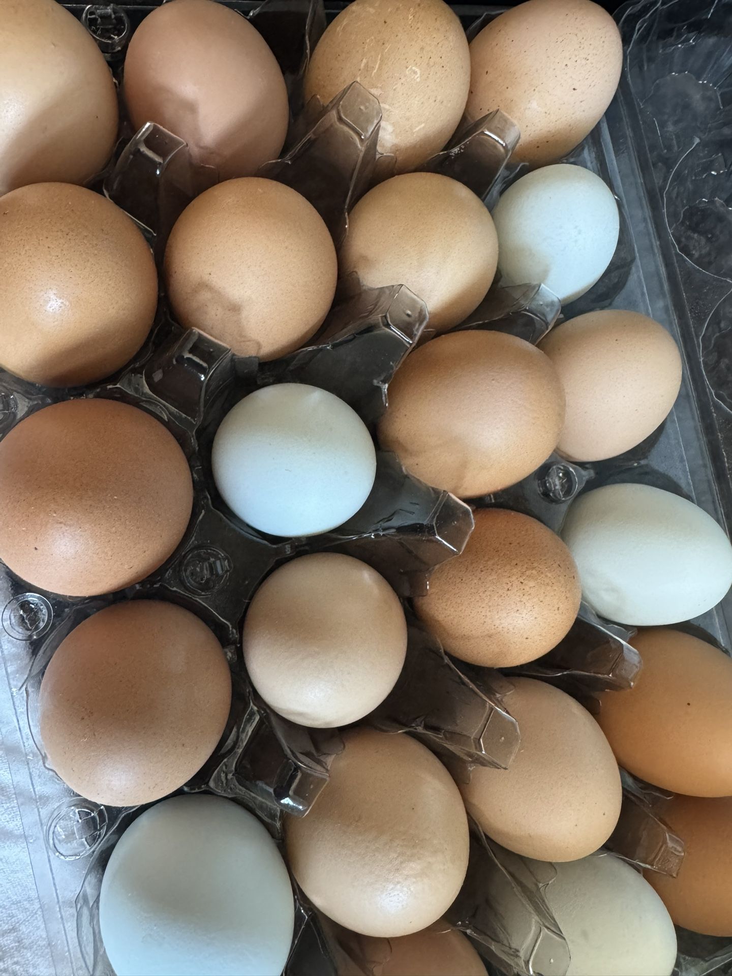 Eggs For Sale