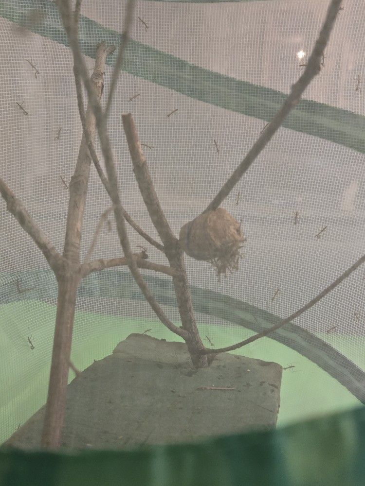 Praying Mantis Babies
