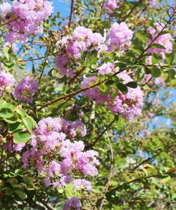 ❤️ Vibrant-LAVENDER blossoms MYRTLE CRAPE TREE ( 4/5’ Feet Tall) FULLY ACCLIMATED)