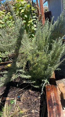 Large rosemary bush