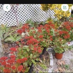 BLOOMING CALANHOE PLANT IN POT FOR SALE $5-10