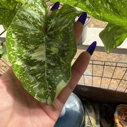 Panda Galaxy Syngonium 