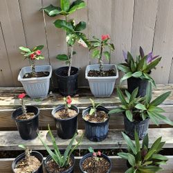 Varios Tipos De Plantas