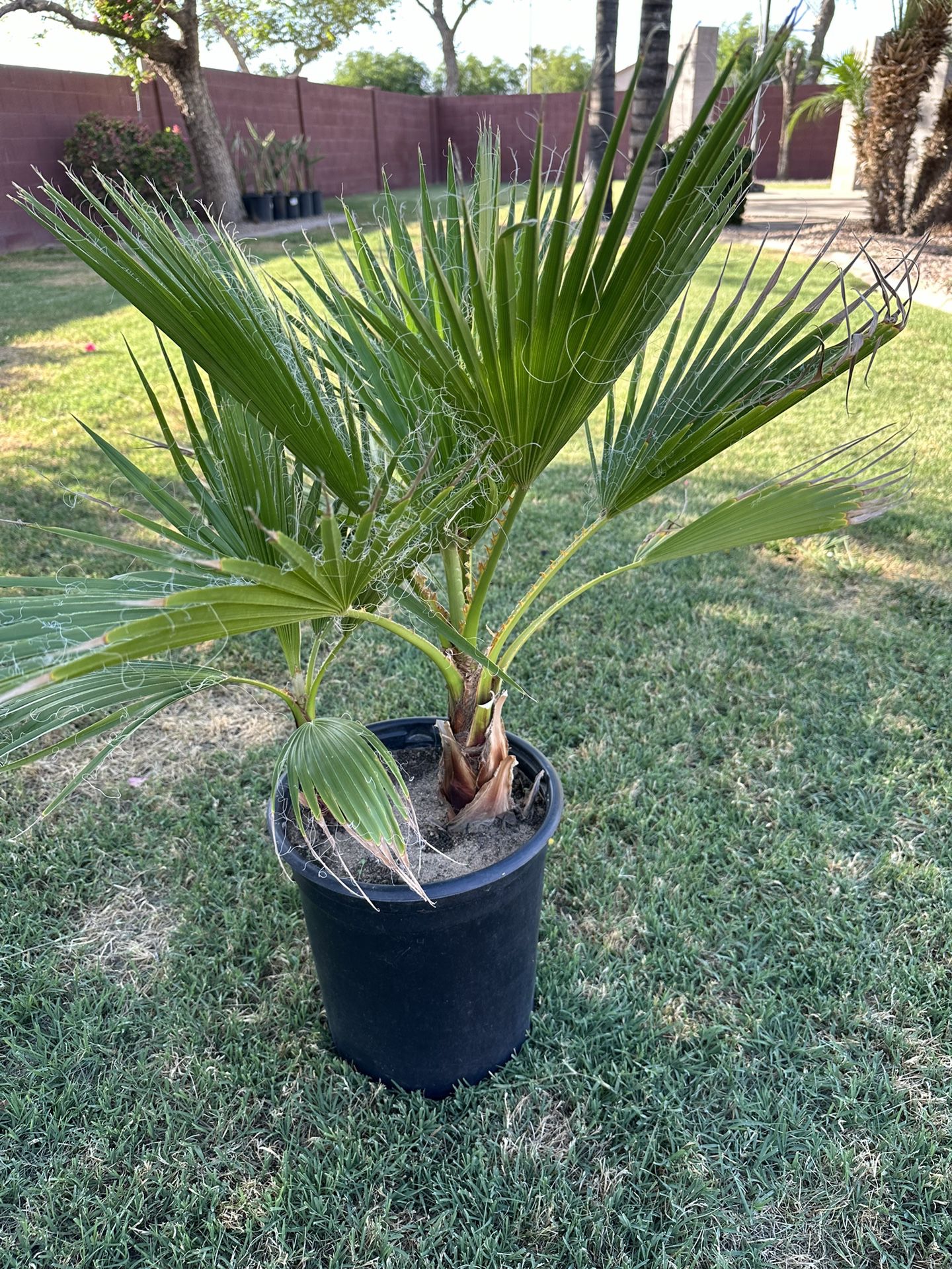 Mexican Fan Palm Tree (Washingtonia Robusta) 5gl    