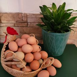 Fresh Fresh Fresh Eggs