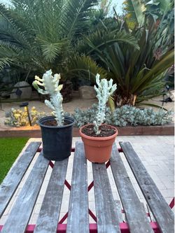 White Ghost Cactus - Euphorbia Lactea variegata