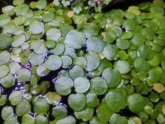 Aquarium Floating Plants