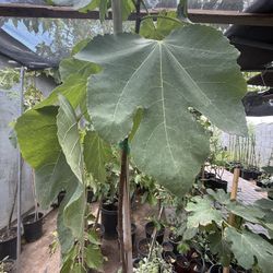 Misión Black Fig Trees In 15 Gallón And 5G 6F 4 1/2 And 3F The Tall $80 $75 $35 Each Price Firm 