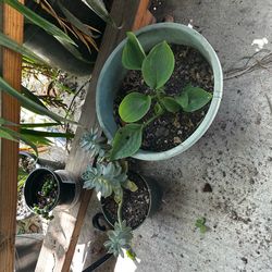 Plants for sale or trade