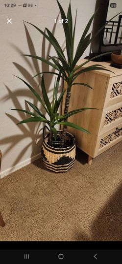 Large Yucca Plant in Woven Basket