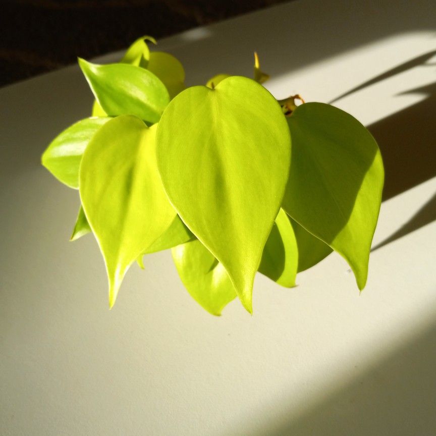 Lush Trailing Philodendron Lemon Lime Plant/ Indoor Plant/ House Plant 