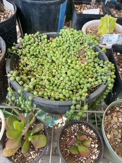 String of Pearls Succulent in Black Pot