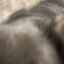 Fluffy 