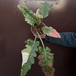6” philodendron ring of fire