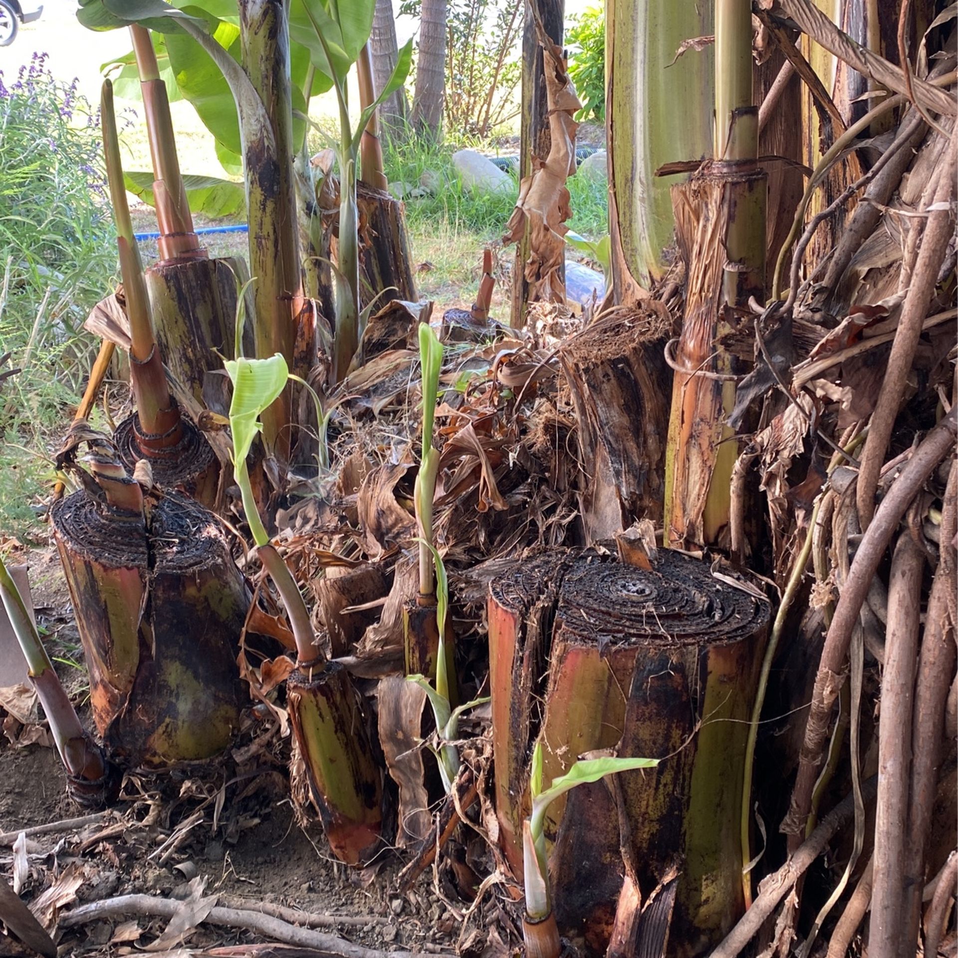 Banana Plants π π±
