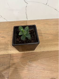 Mini Árbol de Jade