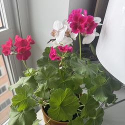 Blooming orchid and pink pelargonium of 2 varieties, all for $20!