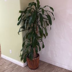 live plant 5 foot tall 