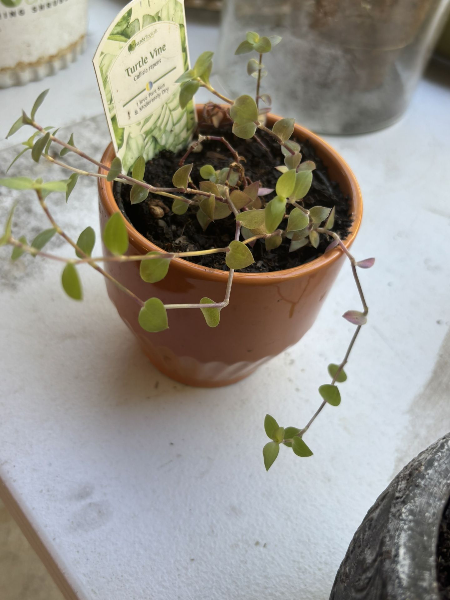 Turtle Vine In An Orange Ceramic Pot