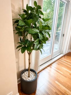 Large Artificial Ficus Tree in Dark Planter