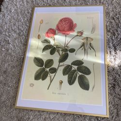 Framed Rose Art Print