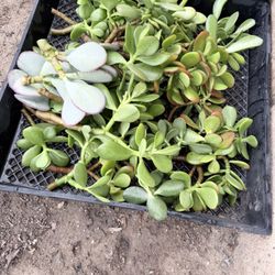 Jade Cuttings Small