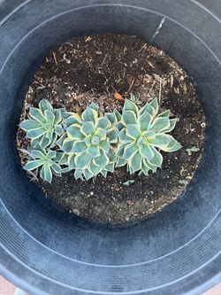 Agave succulent