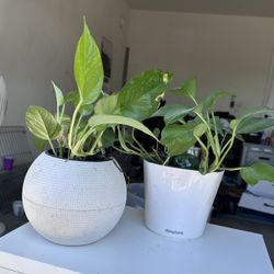 Plants!
