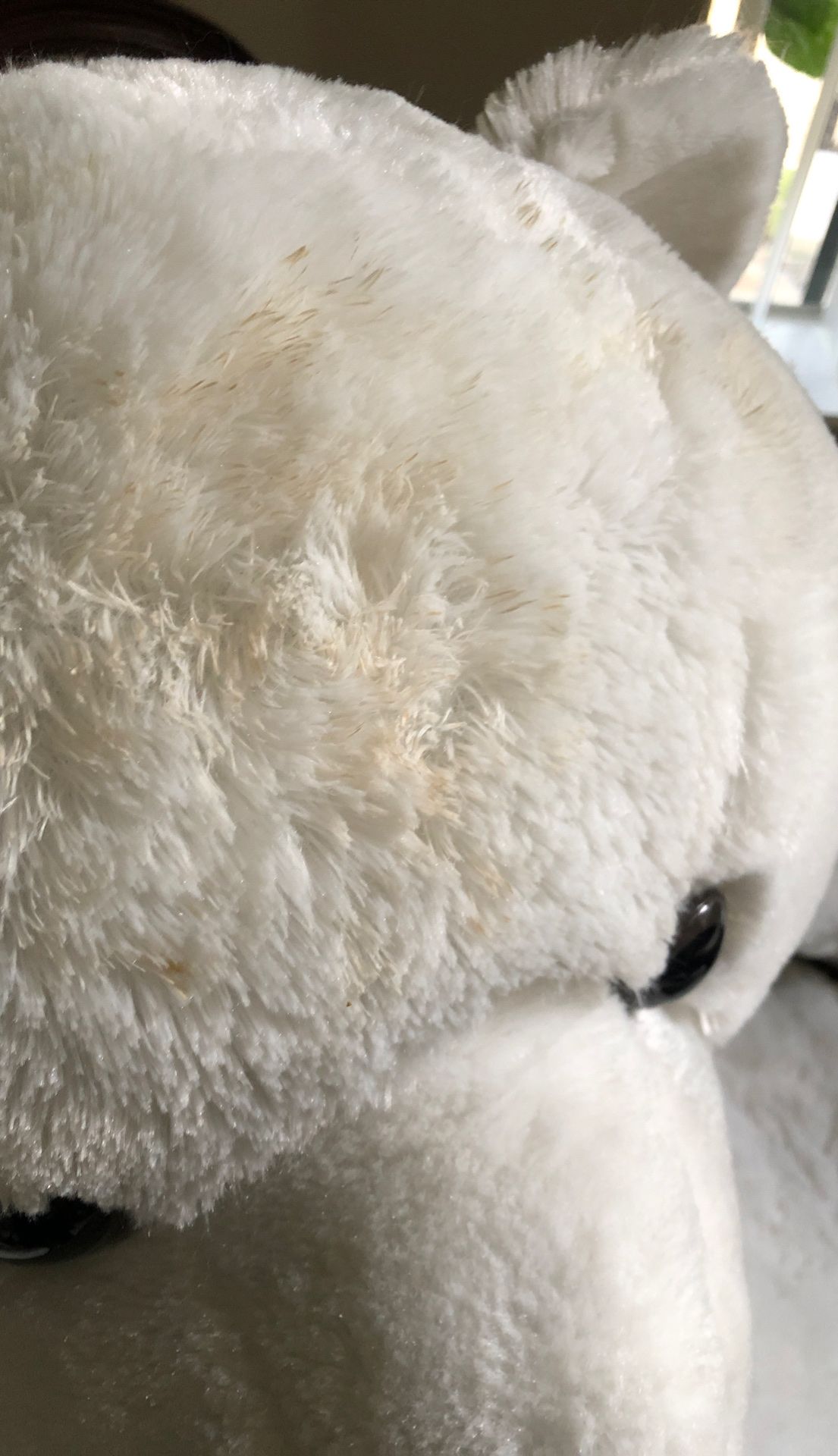 Big teddy bear