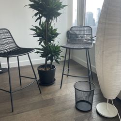 Real Plant - Dracaena Green Jewel - Must Go Today